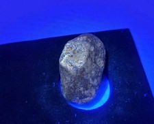 Uovo di rettile vero