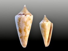 Conidae conus dictator - conus,