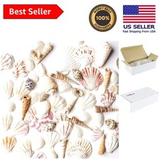 Beach Life Conchiglie