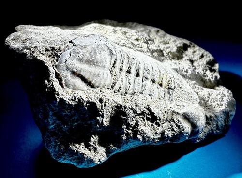 Raro trilobit ordovicio - raro!,
