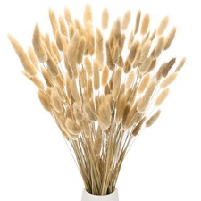 Confezione 120 Erba Coda di