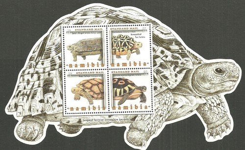 Namibia tartarughe in - namibia,
