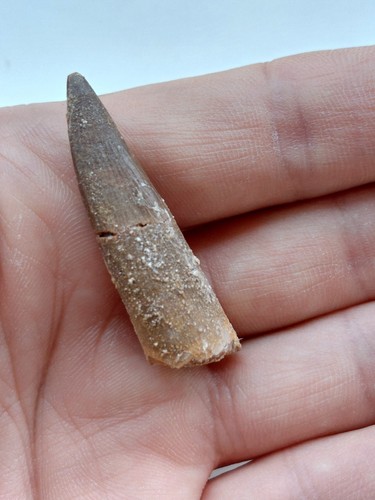 Dente plesiosauro - dente, cm