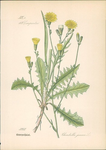 Chromolithographie - ,
