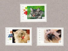 SIAMESE = MAIN COON CATS = Set