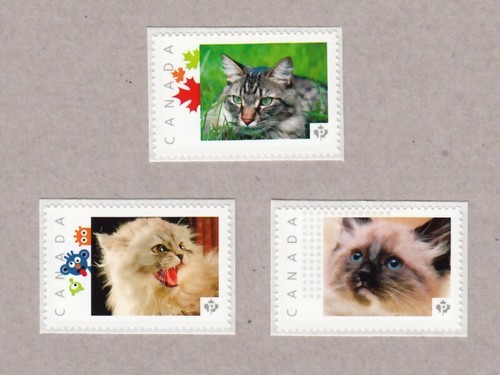 Siamese main coon cats set - main, =