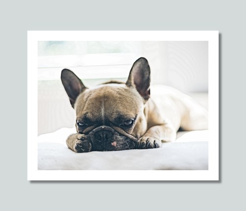 Bulldog francese stampa - bulldog, foto