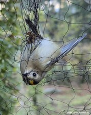 Rete da pesca per uccelli