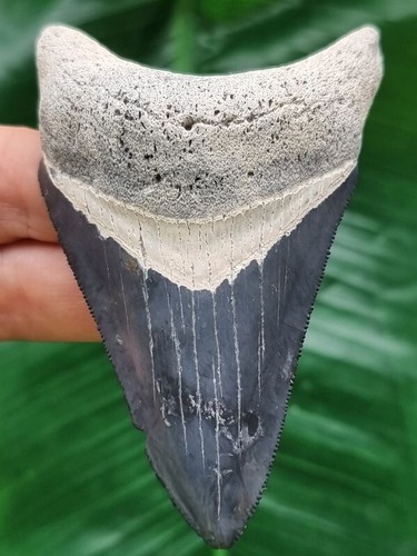 Dente forma pugnale blu - a, di