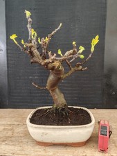 bonsai di fico  h 34 cm visita