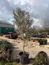 PIANTA DI ULIVO  IN VASO CM 60