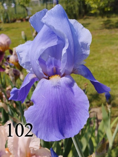 Bulbo iris germanica - bulbo,