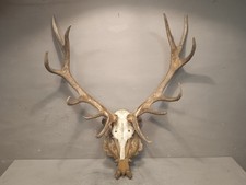Grande trofeo corna cervo - corna, di