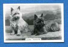 A524- SENIOR SERVICE 1939 - Dogs - n. 45 - CAIRN TERRIERS