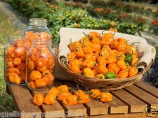 SEMI DI  HABANERO ORANGE -ARANCIONE 30 SEMI+ GUIDA ALLA COLTIVAZIONE PEPERONCINO