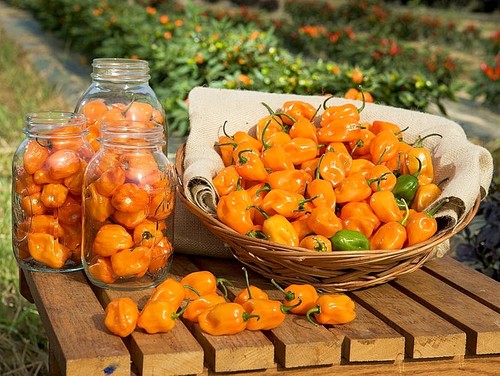 Semi habanero orange - semi,