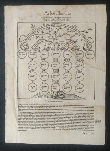 Albero genealogico diritto - albero,