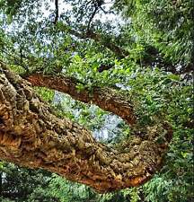 Quercus suber -  - Sughera | Quercia da Sughero |