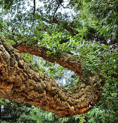 Quercus suber sughera - quercus,