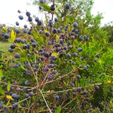 Mirto Sardo 10 Kg € 60  Spedizione Gratuita Ottimi Per Licuori E  Tisane 