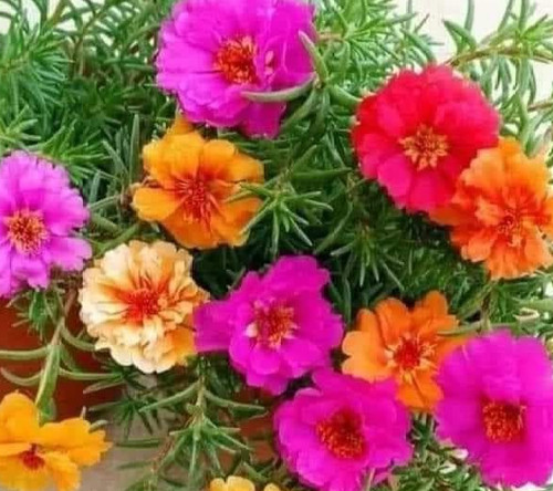 Portulaca flor doble colores - portulaca,