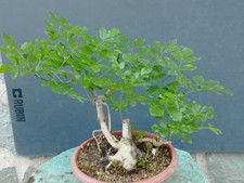 Bonsai frassino robusta - bonsai,