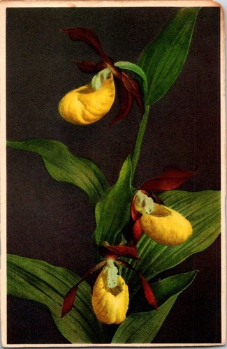 Cartolina epoca cypripedium - d'epoca,