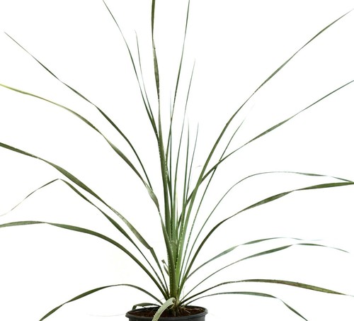 Dasylirion acrotrichum var