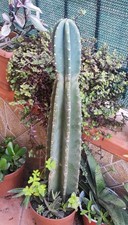 ?Vaso CEREUS PERUVIANUS H 51 Cm PERUVIANO Cereo Cactus Colonnare CEREUS+Omaggio