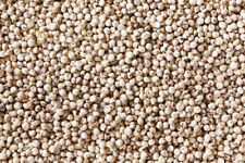 100 SEMI DI SORGO BIANCO "durra bianca"+ "SPEDIZIONE GRATUITA "