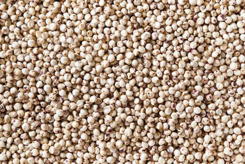 100 semi sorgo - semi, bianco
