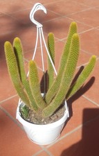 ?️?Vaso Ø 9 Cm HILDEWINTERA AUREISPINA Coda di Volpe ?Fiori Pesca?️+Omaggio