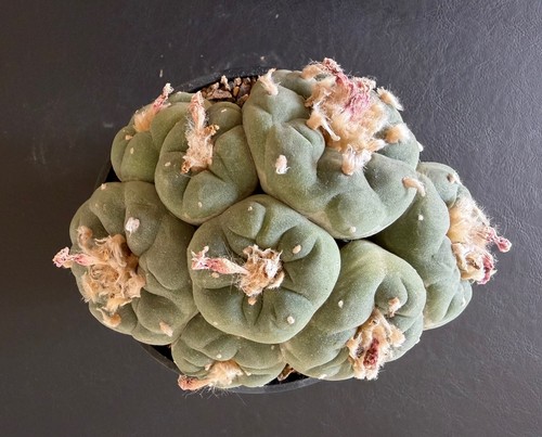 Ariocarpus spec a radice - ariocarpus,