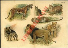Leone, tigre, leopardo, lince, gatto, ecc. (0-30455)