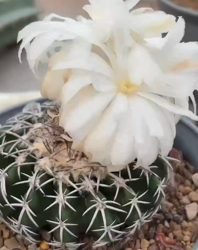 Discocactus horstii wysiwyg - discocactus, horstii 