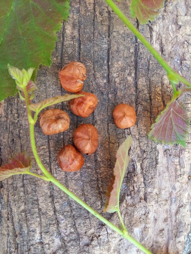 Nocciole sgusciate - nocciole,