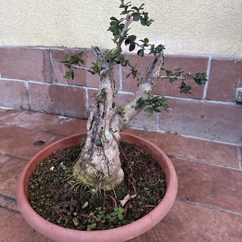 Prebonsai