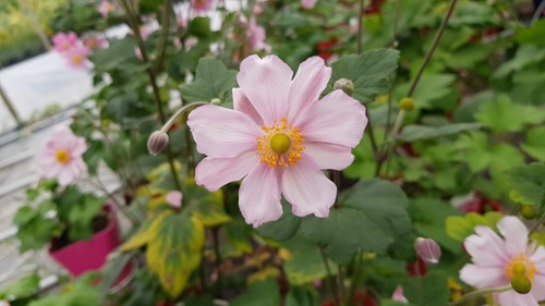 Anemone japonica rubra - japonica, /