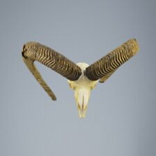 844MU Trofeo di caccia di muflone, corna 80-74cm C.25cm IT