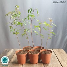 Acer Palmatum Japanese