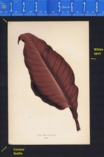 Canna indiana, Canna atro