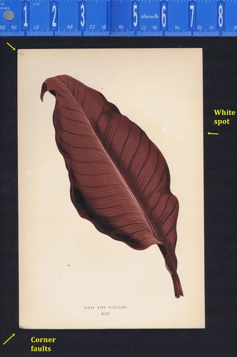 Canna indiana atro - canna,