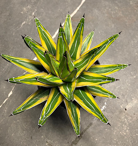 Agave victoriae reginae - agave, victoriae-reginae