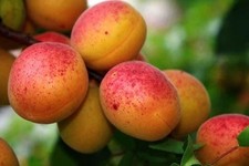 Pianta di Albicocco: varietà Pellechiella di 2 anni in vaso. altezza 140-170 cm