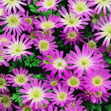 Bulbi di fiori cipolle piante