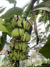 Musa Iholene Bianco 