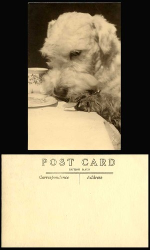 Welsh terrier puppy - welsh,