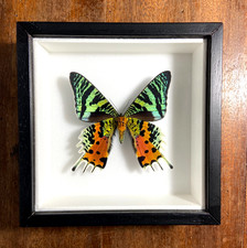 Urania ripheus - Farfalla vera