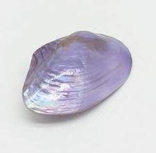 Conchiglia Vera in Madreperla