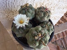Cactus thelocactus - cactus,